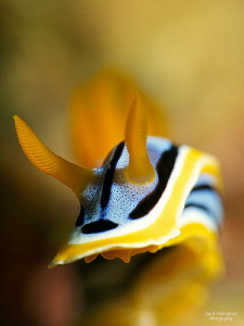 Chromodoris annae by Iyad Suleyman 
